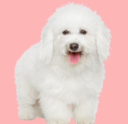 Bichon Frisé