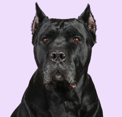 Cane Corso
