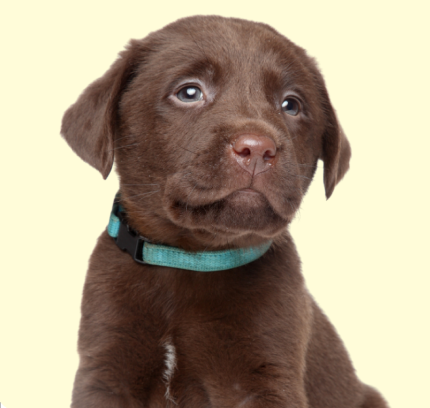 Chocolate Labrador