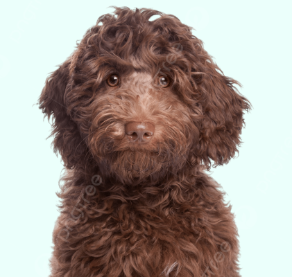 Chocolate Poodle