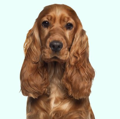 Cocker Spaniel