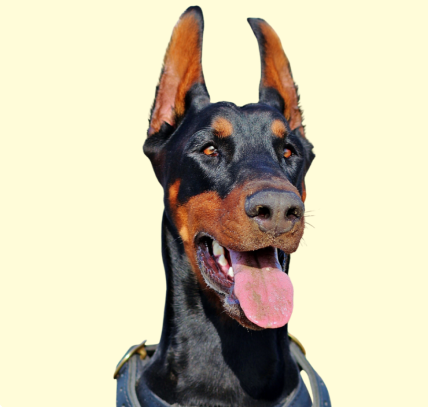 Doberman Pinscher
