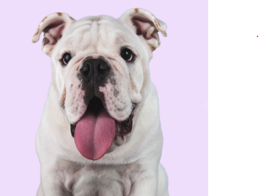 English Bulldog