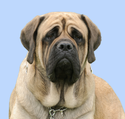 English Mastiff