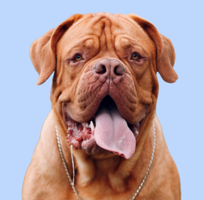 French Mastiff