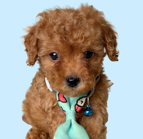 Toy Poodle