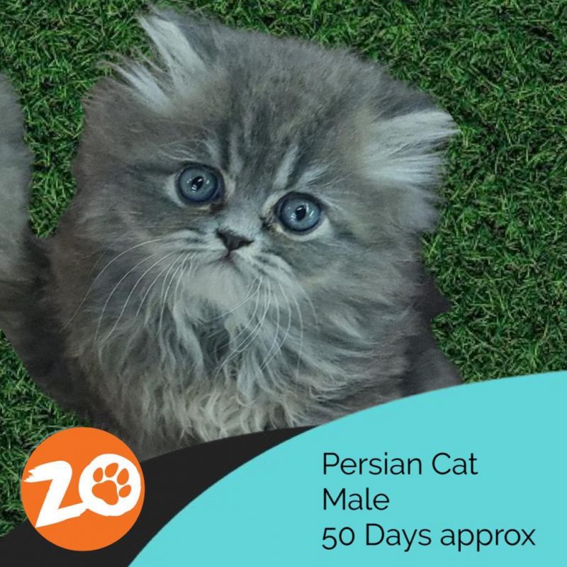 persian cat price