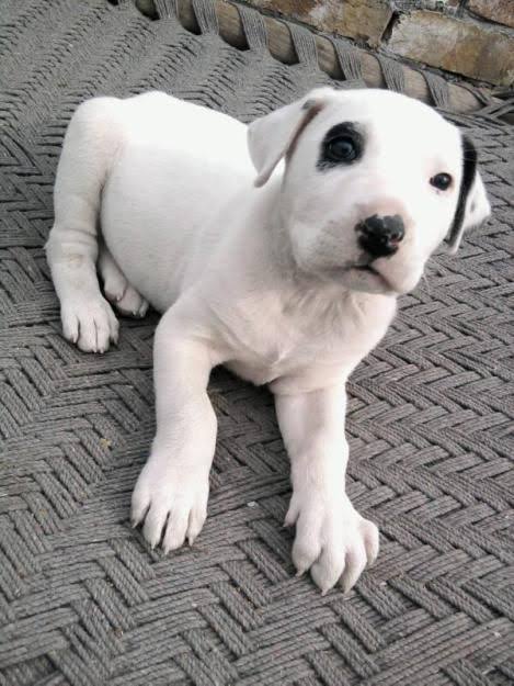 Bully Kutta Puppies for sale- vaccinated and registered