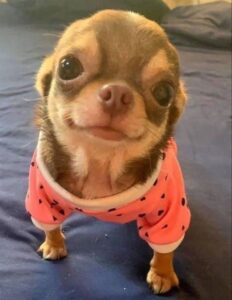 Chihuahua Puppies For Sale Delhi