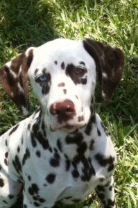 Dalmatian for sale