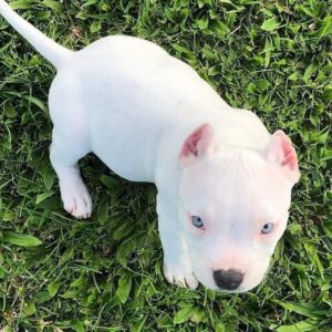 Dogo Argentino Puppies For Sale