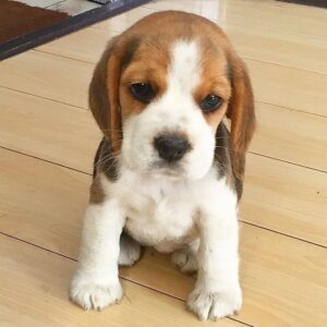 Cute Beagle Puppies for Sale in Delhi, India