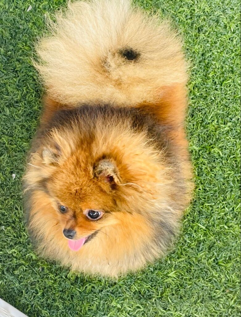 Pomeranian Cultural Dog For Sale