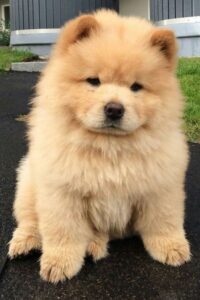 Chow Chow Fawn Puppies for sale in Delhi, India