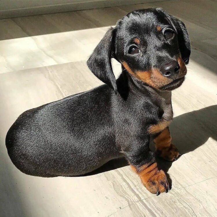 Buy registered Black Dachshund Puppies in Delhi, India