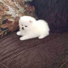 Good Quality toy pomeranian price in India