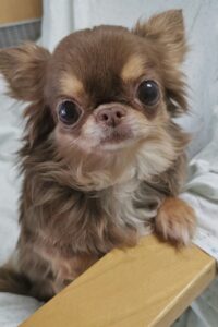 Long Hair Chihuahua Puppies For Sale in Delhi, India