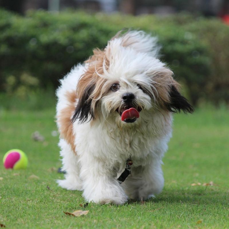 apso