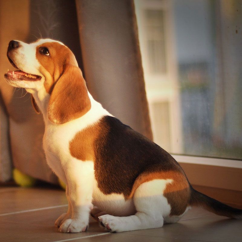 beagle puppy price in delhi