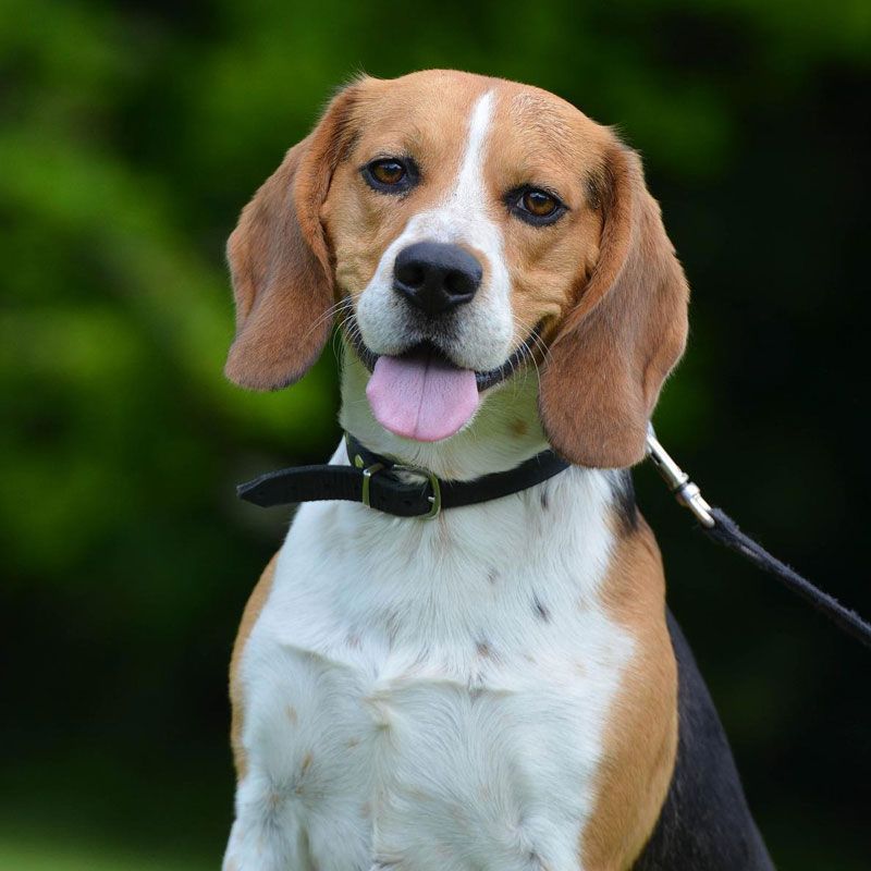 Beagle Puppy Price