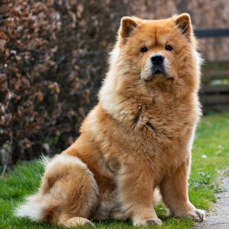 chow-chow-7130445_1920_1
