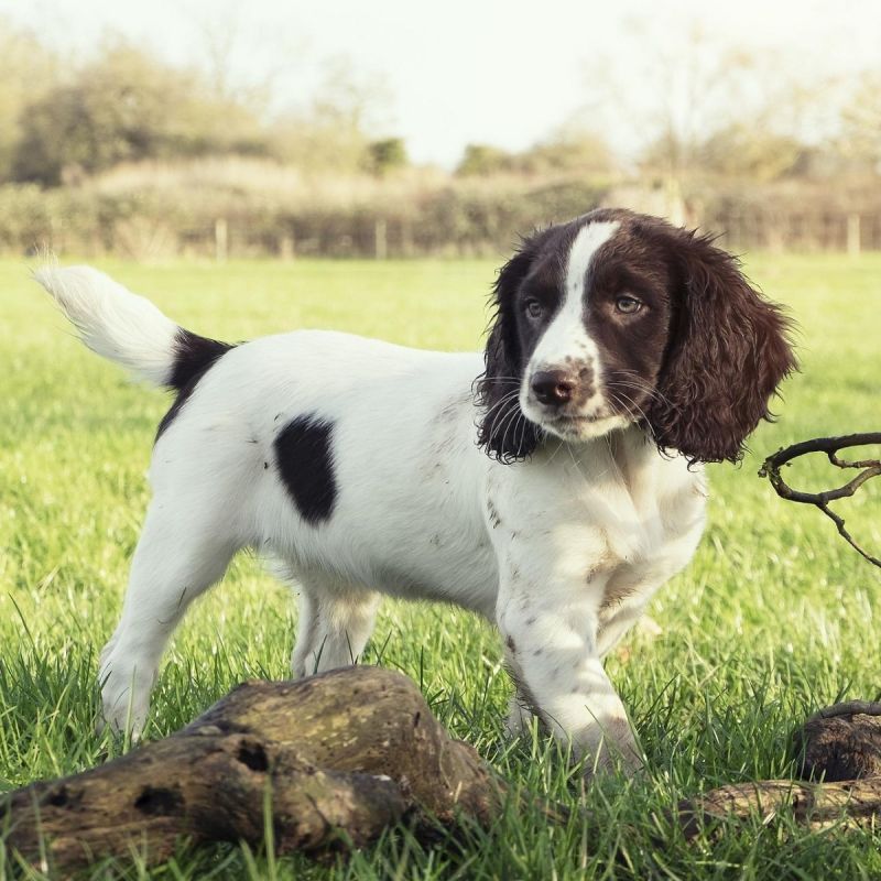Adorable English Springer Spaniel Puppies for sale in India