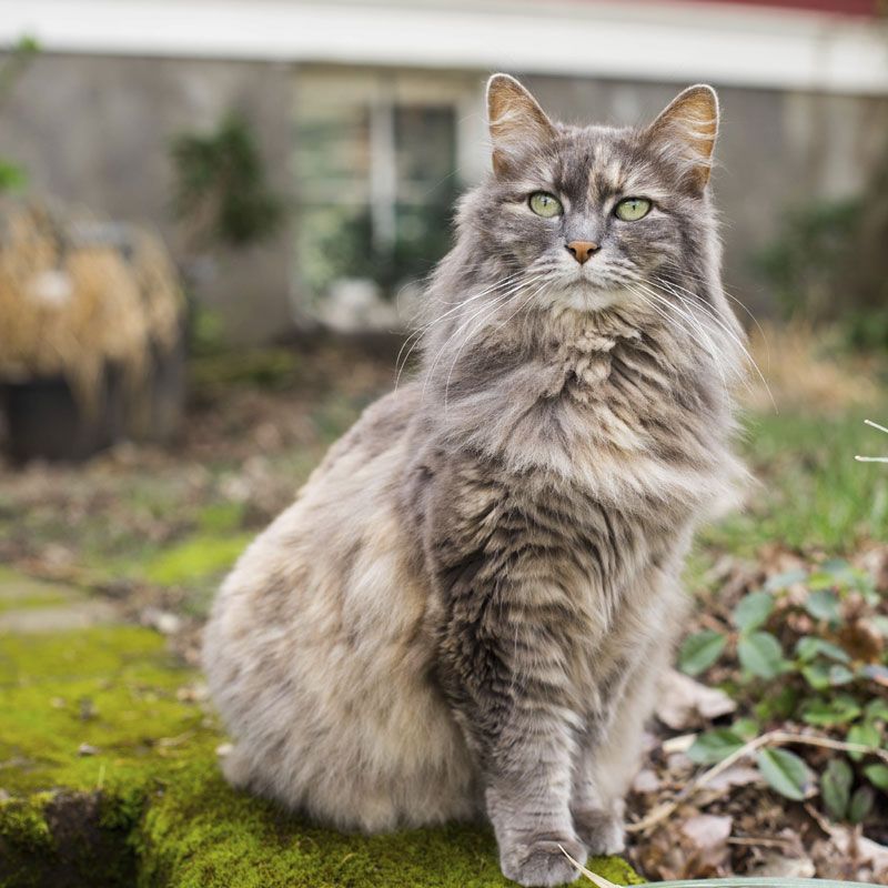 persian cat price