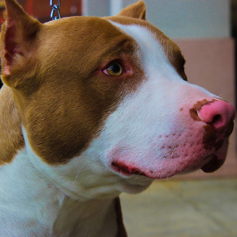 pitbull Dog price