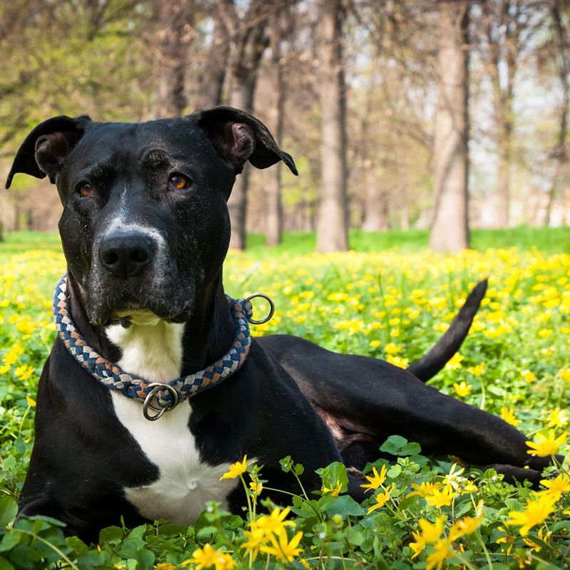 pitbull Dog price in india