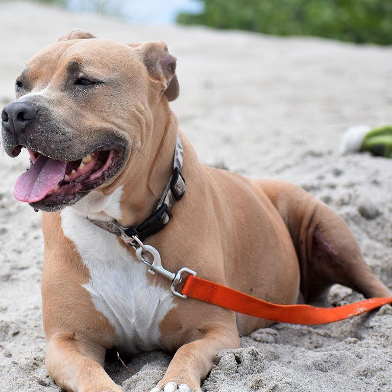 pitbull price in india