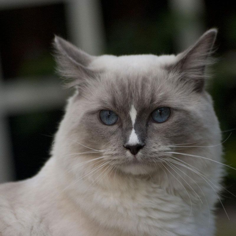 ragdoll800800-1