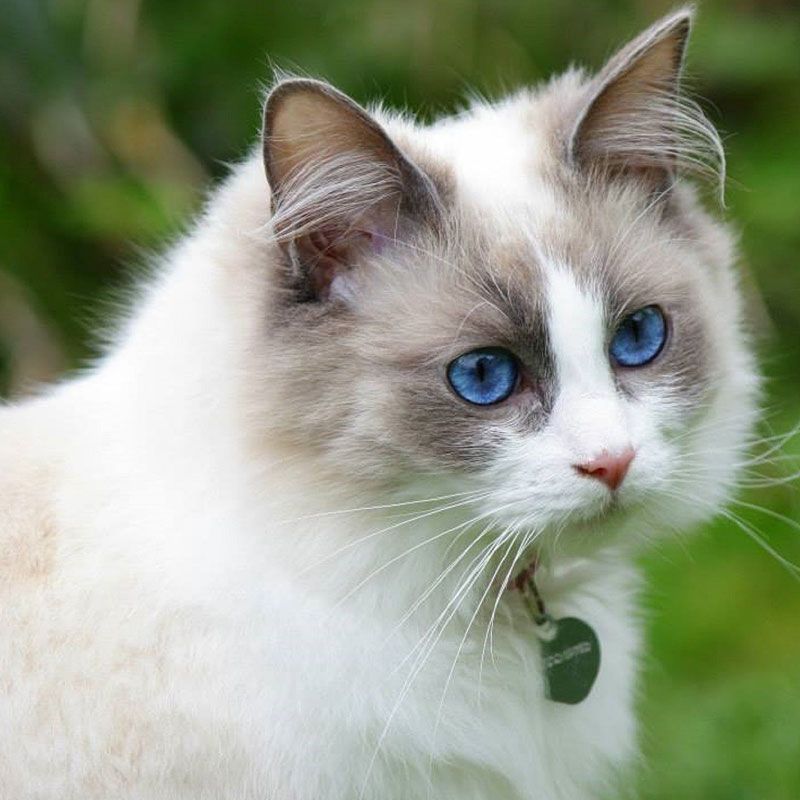 ragdoll800800-2
