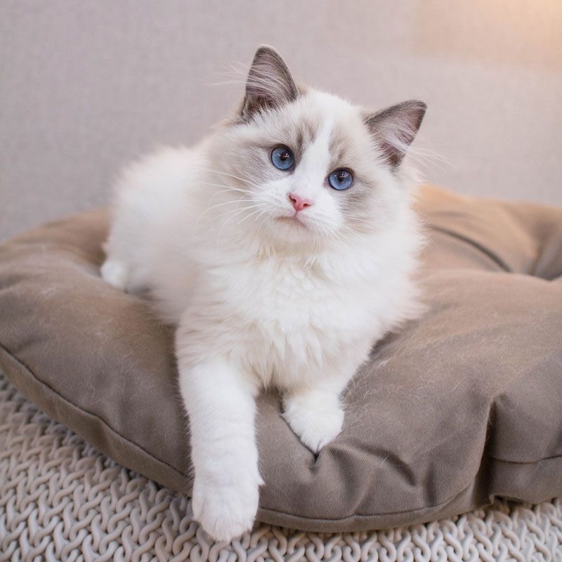 Cat Price