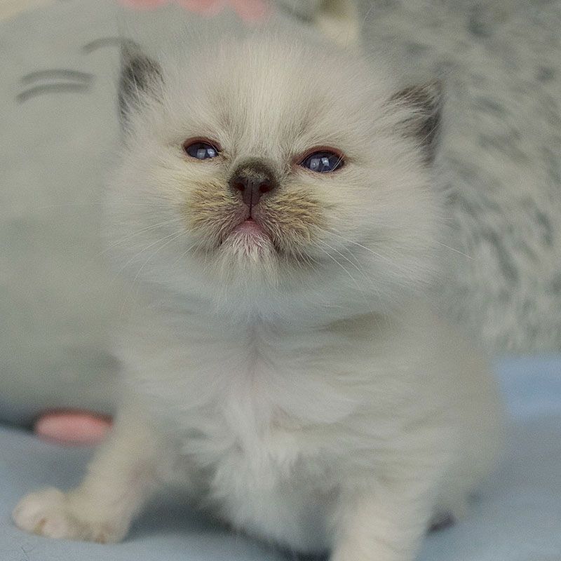 ragdoll800800-4