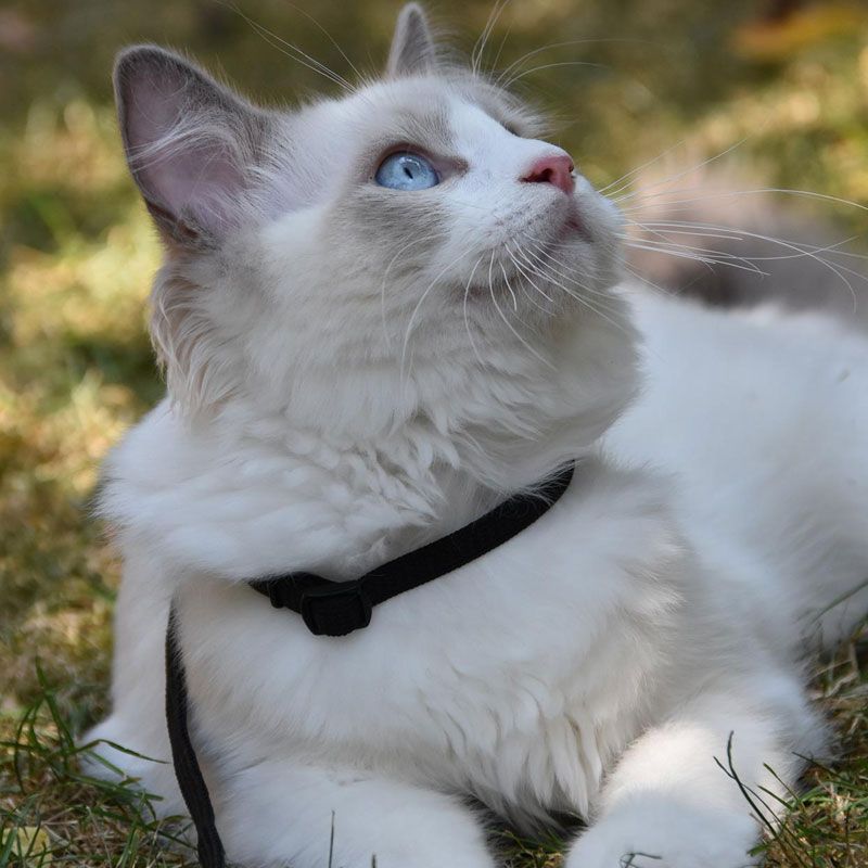ragdoll800800-5