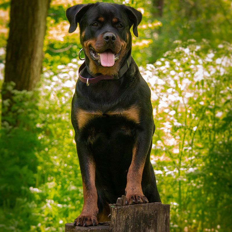 Rottweiler