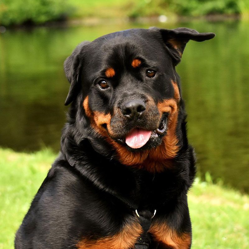 Cute American Rottweiler puppies for sale In Delhi