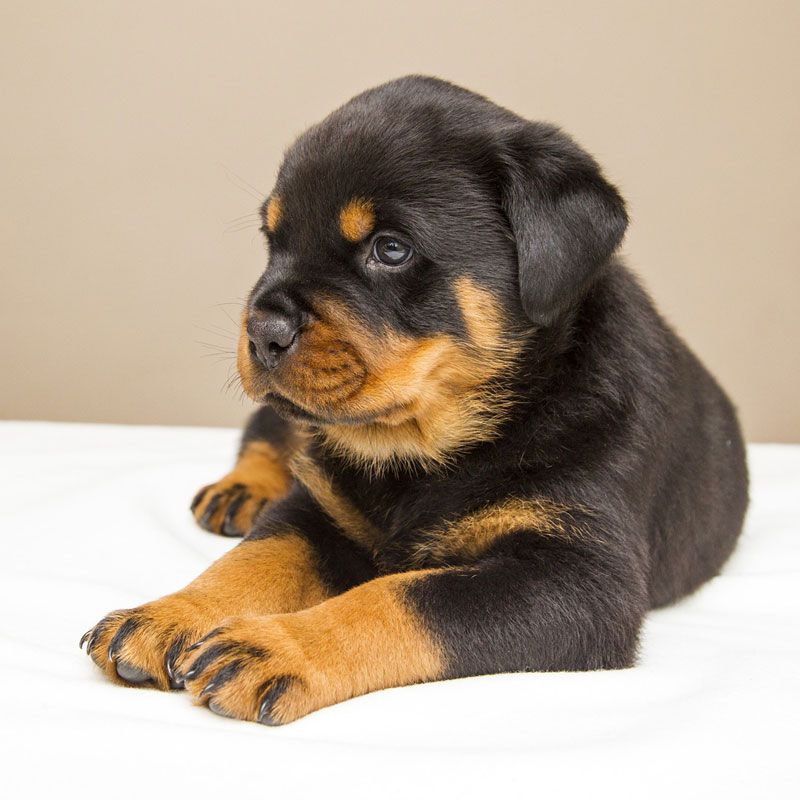 Rottweiler