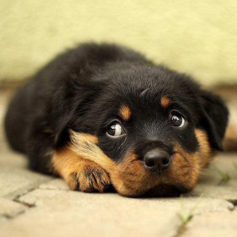 Rottweiler
