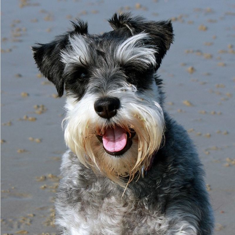 schnauzer-275937_1920