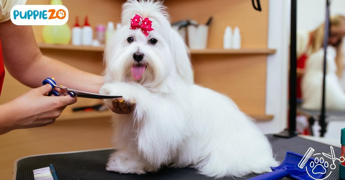 pet grooming near me