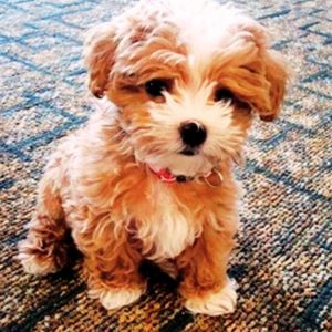 maltipoo puppies near me