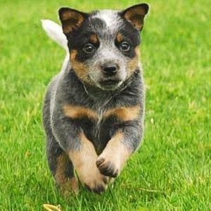 Registered Australian Cattle Dog Puppies For Sale in India