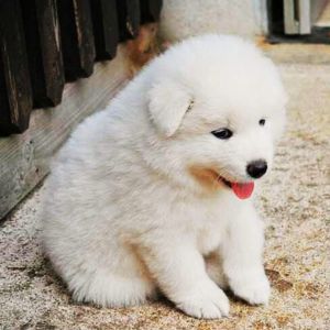 Samoyed Dogs Puppies For Sale India