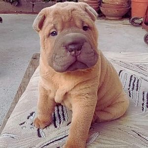 Shar Pei Puppies Price in India