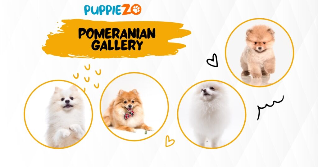 pomeranian Dog price in india