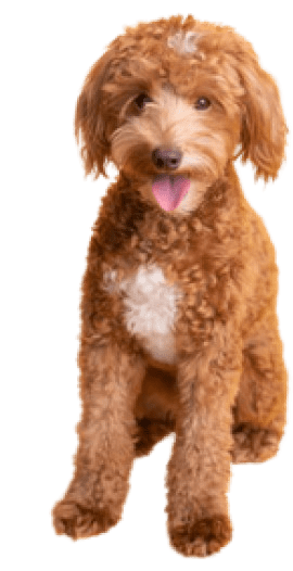Goldendoodle dog