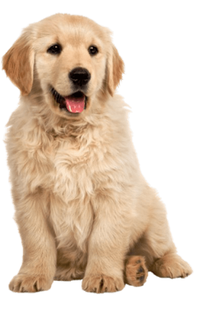 Golden Retriever dog