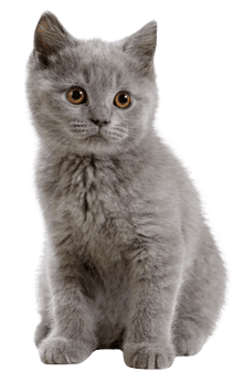 British Shorthair cat