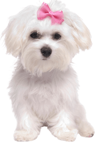 Maltese dog